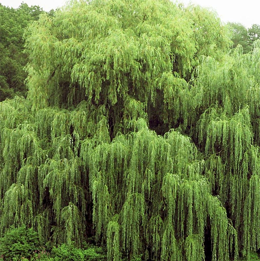 <p>Salix Nigra</p>
