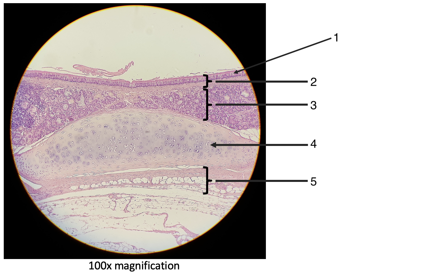 <p>What is this slide showing?</p>