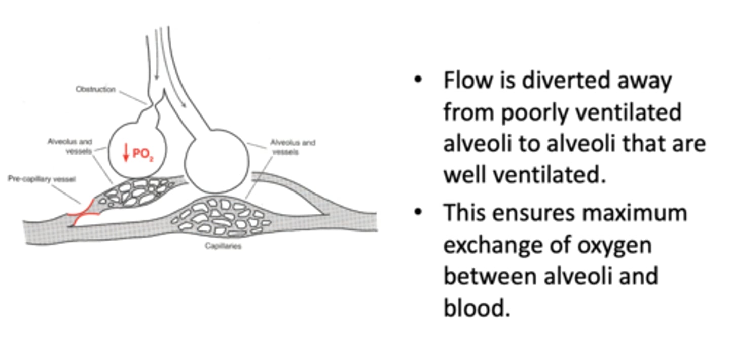 <p>hypoxic vasoconstriction</p>