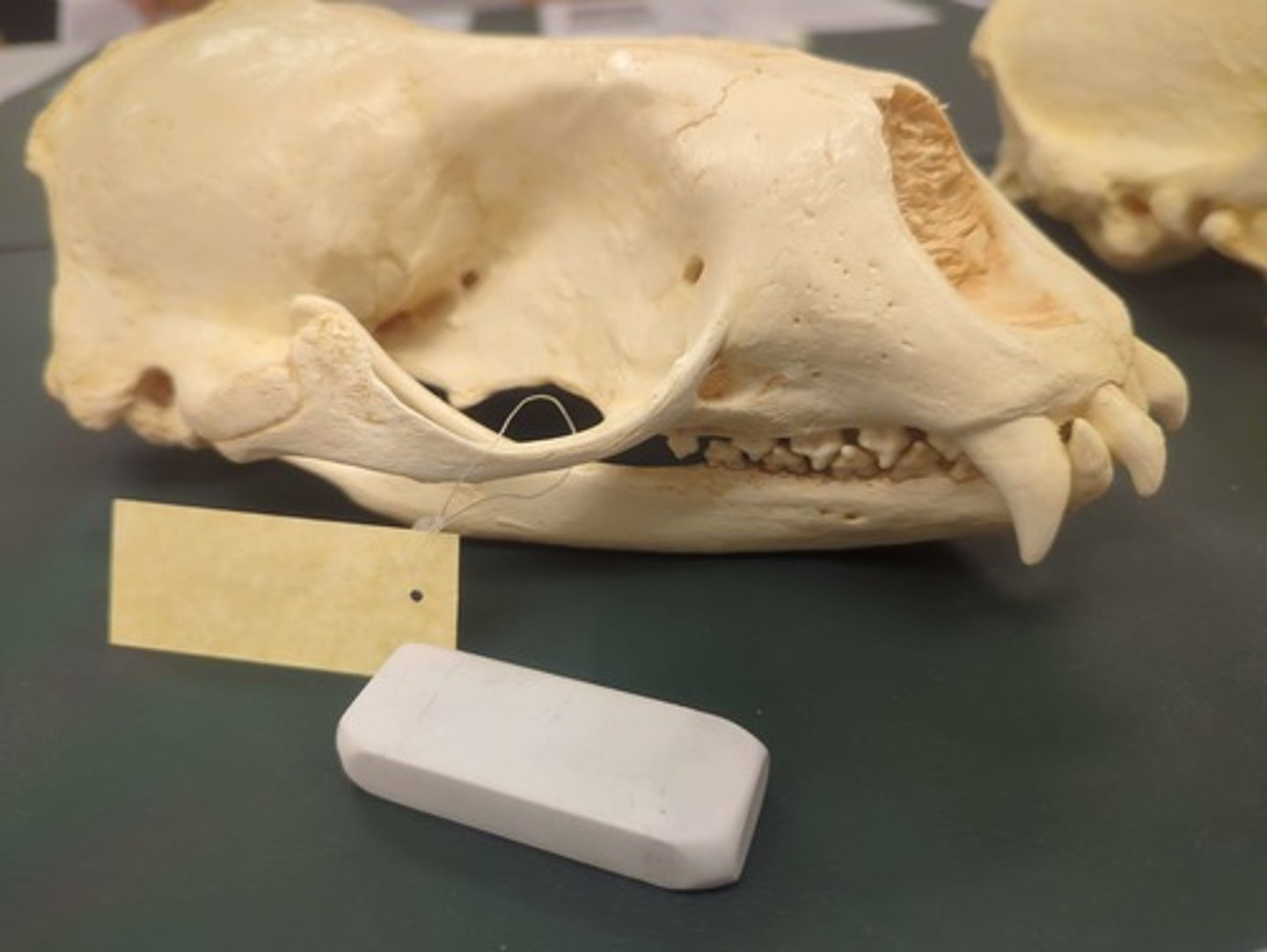 <p>What animal is this? Answer with "Skull" after animal name.</p>