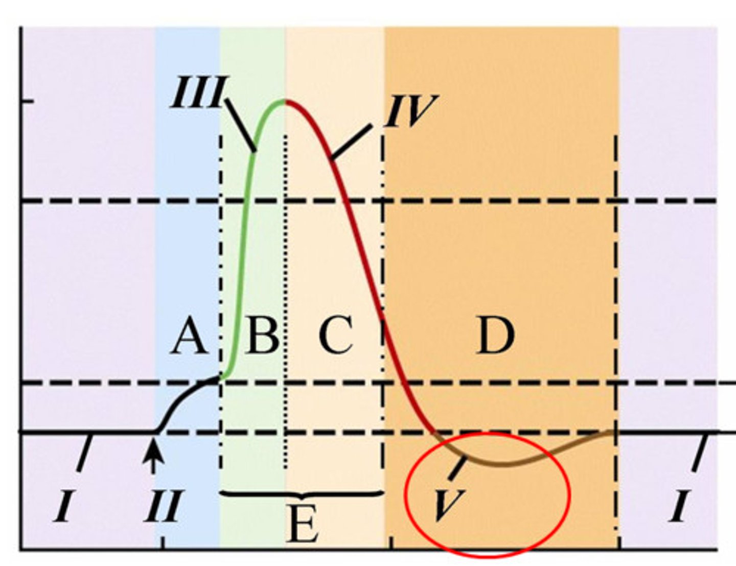 <p>- -70 to -80 mV</p><p>-the membrane potential rapidly DECREASES as K+ FLOWS OUT</p>