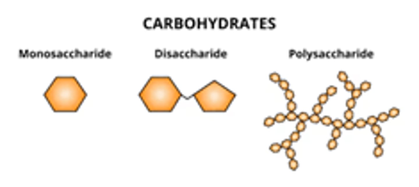 <p>a macromolecule that is a polysaccharide; simplest carb is a monosaccharide; serve as fuel and building material ex. glucose and fructose</p>