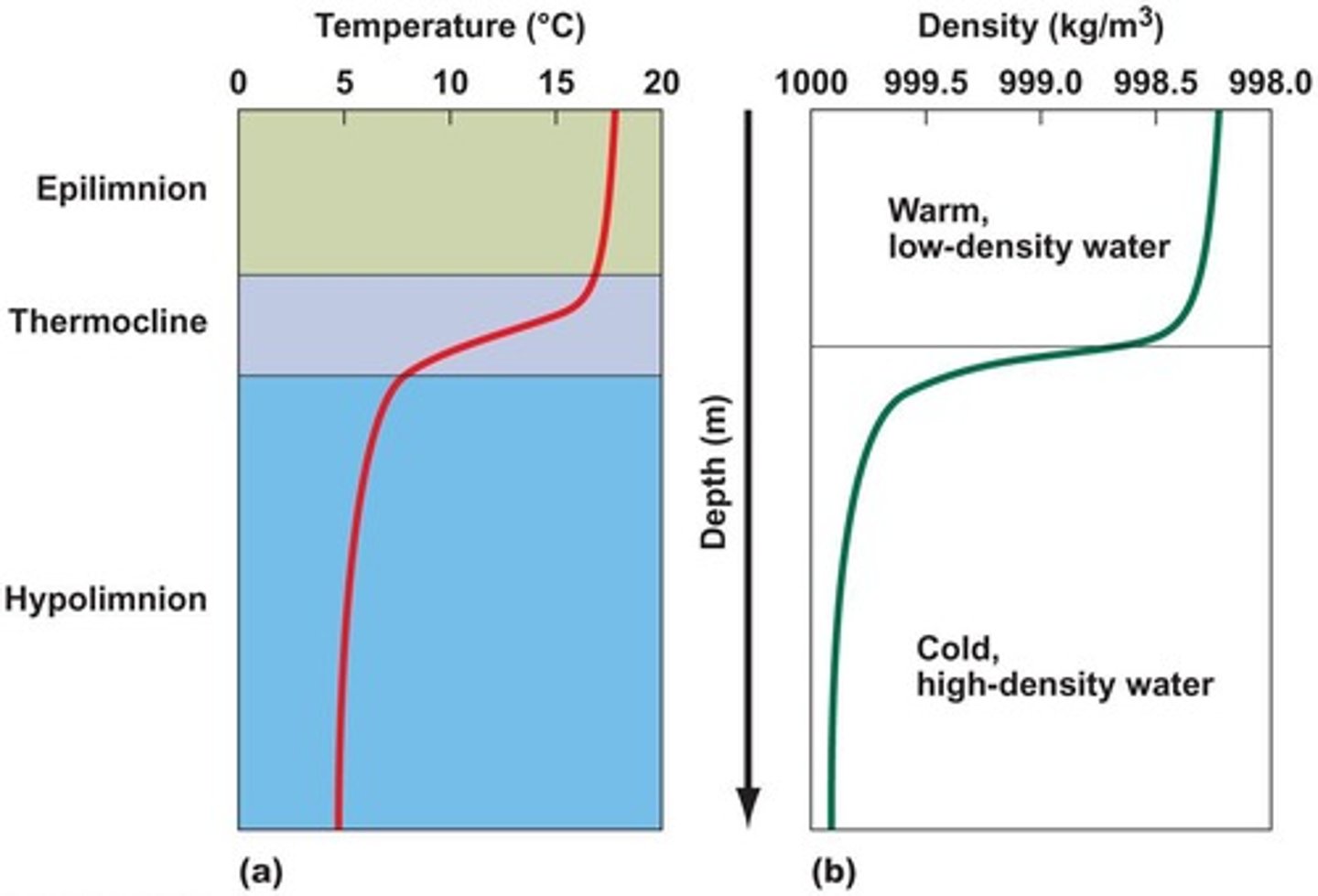 <p>Layer where water temperature declines rapidly.</p>