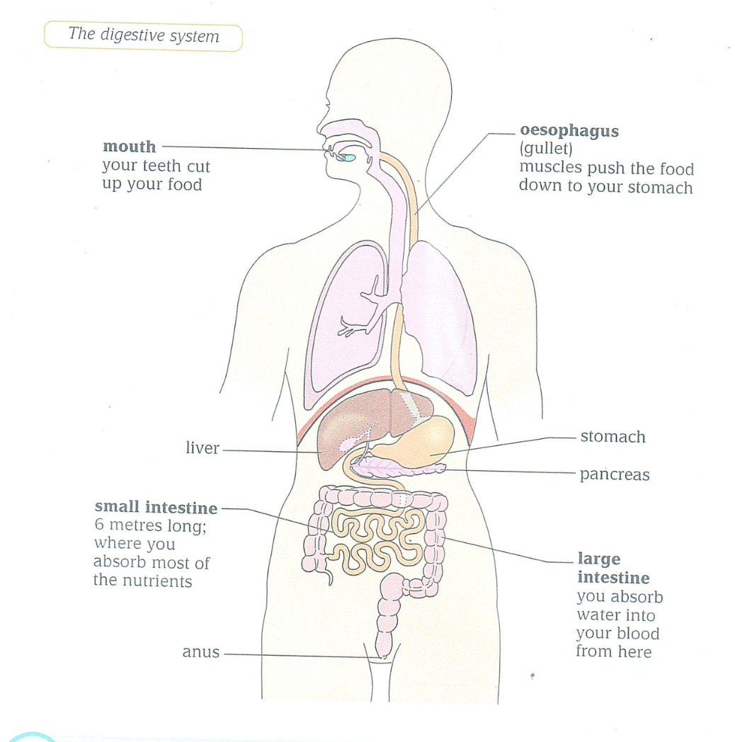 Digestive System