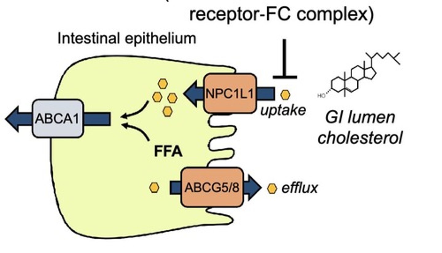 <p>Ezetimibe <u>blocks</u> the uptake of <u>cholesterol</u> in the intestine → <u>increasing</u> LDL-R <u>expression</u> and <u>decreasing LDL-C</u>.</p>