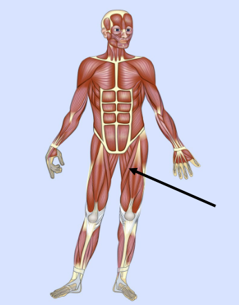 <p>What major muscle is this?</p>