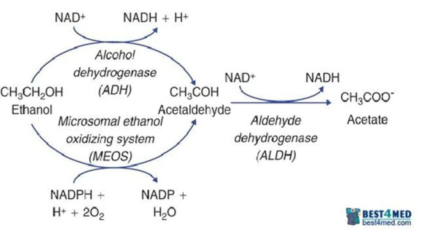 <p>Alcohol dehydrogenase (ADH) and aldehyde dehydrogenase (ALDH) are involved in ethanol metabolism.</p>
