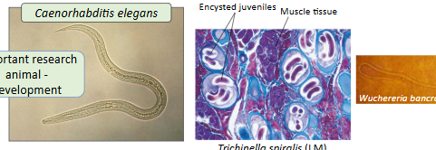 <p>roundworms, no segmentation, pseudeocoelom, cuticle, C elegans, plant and animal parasites</p>