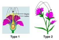 <p><span>Transfer of pollen from <u>the anther to the stigma</u> of the <u>same flower</u> (type 1) or <u>another flower on the same plant</u> (type 2)</span></p>