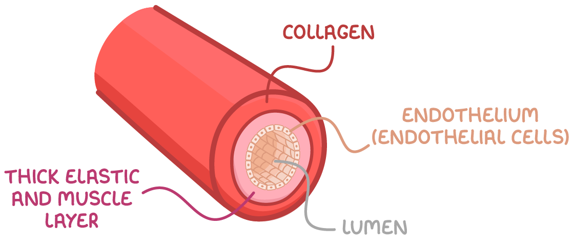 <p></p><p><span><strong>Arteries</strong></span></p><p><span><strong>(Carry blood away from the heart under high pressure)</strong></span></p><p></p><p></p><p></p><p><span><strong>Inner Layer</strong></span></p><p><span><strong>:</strong></span></p><p></p><p></p><ul><li><p><span>Lumen – Small (about 4-10 mm in diameter)<br>Why: Keeps blood under high pressure to move quickly away from the heart.</span></p></li><li><p><span>Endothelium – Smooth layer of endothelial cells<br>Why: Reduces friction and helps prevent clotting, allowing smooth blood flow.</span></p></li></ul><p></p><p></p><p></p><p><span><strong>Middle Layer</strong></span></p><p><span><strong>:</strong></span></p><p></p><p></p><ul><li><p><span>Elastic tissue – Thick, allows stretch and recoil<br>Why: Helps the artery expand with each heartbeat and recoil to maintain blood pressure.</span></p></li><li><p><span>Smooth muscle – Thick layer (about 0.5-2 mm in thickness)<br>Why: Regulates blood flow by constricting or dilating the vessel.</span></p></li></ul><p></p><p></p><p></p><p><span><strong>Outer Layer</strong></span></p><p><span><strong>:</strong></span></p><p></p><p></p><ul><li><p><span>Connective tissue – Thick<br>Why: Provides strength and durability to withstand the high pressure of blood being pumped through.</span></p></li></ul><p></p><p></p><p><span>Size of Arteries:</span></p><p></p><ul><li><p><span>Typically have a larger diameter compared to veins and capillaries (ranging from 4–10 mm depending on the artery). Arteries need to carry blood under higher pressure and over greater distances.</span></p></li></ul><p></p>