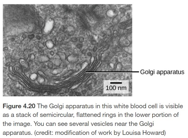 <p>The organelle that tags, packs, and distributes lipids and proteins.</p>