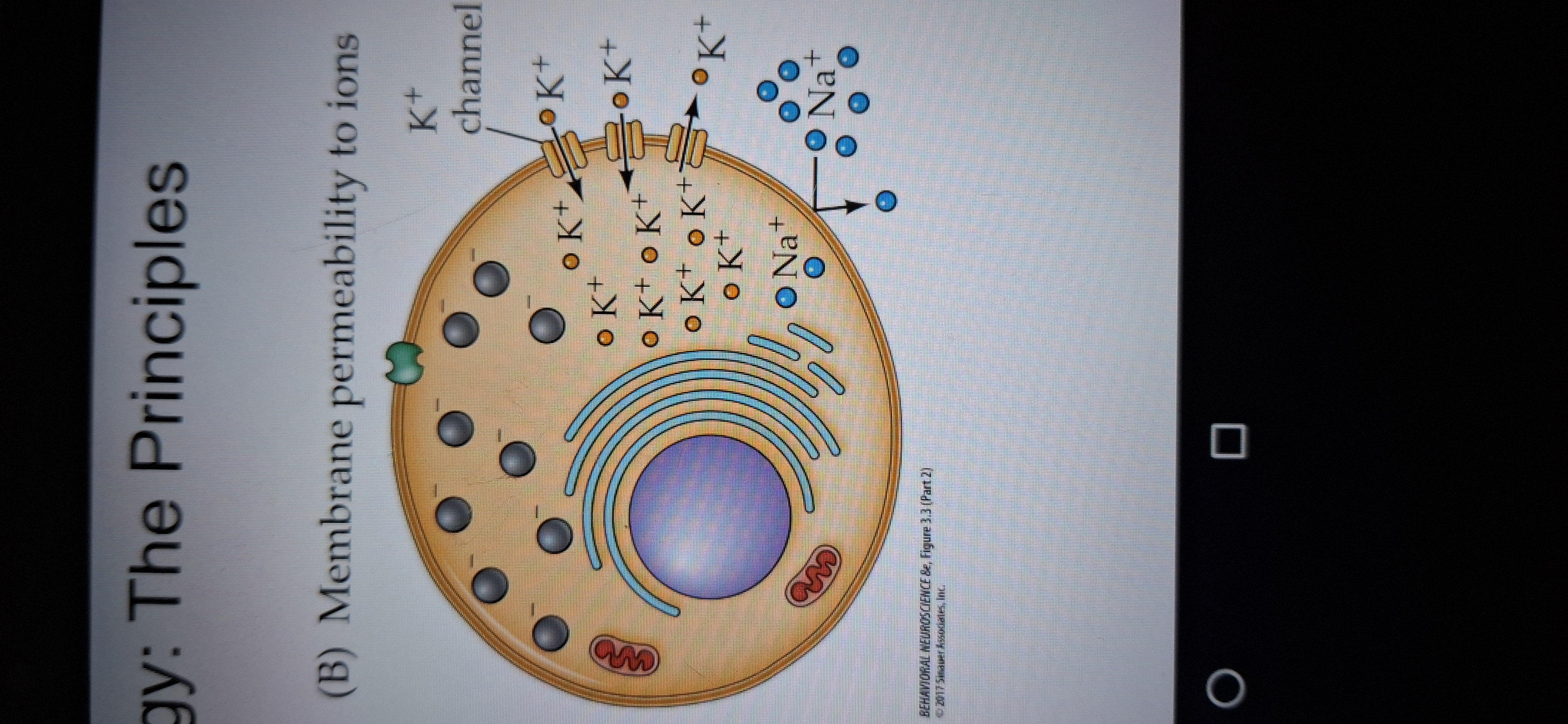 <p>Are proteins that span the membrane and allow ions to pass. </p>