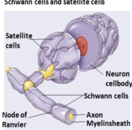 <p>Broad cell the wraps many times around a portion of an axon<br>Forms the myelin sheath for the portion of the axon it wraps</p>