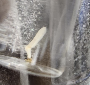 <p>What is in the jar </p>