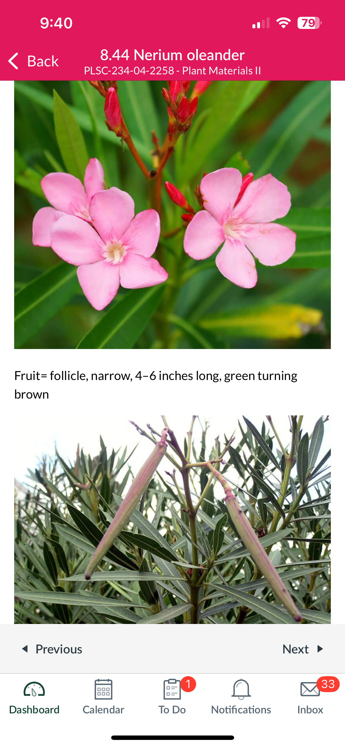 <p>Nerium oleander </p>