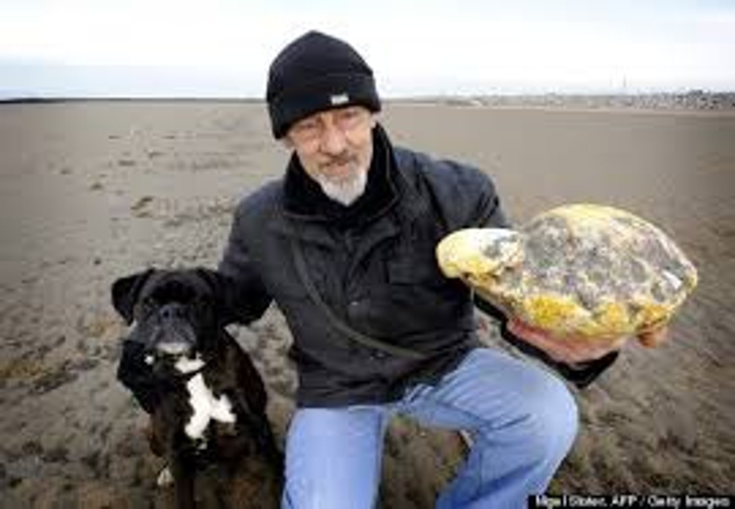 <p>- Squid beaks and other undigested food accumulates in the gut of sperm whales as globs of sticky material</p><p>- An ingredient in fine perfumes</p>