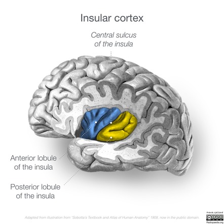 <p></p><ul><li><p>Location: Deep within the lateral sulcus, hidden from the surface.</p></li><li><p>Function: Involved in various functions, including emotion, self-awareness, and the perception of pain and temperature.</p></li></ul>