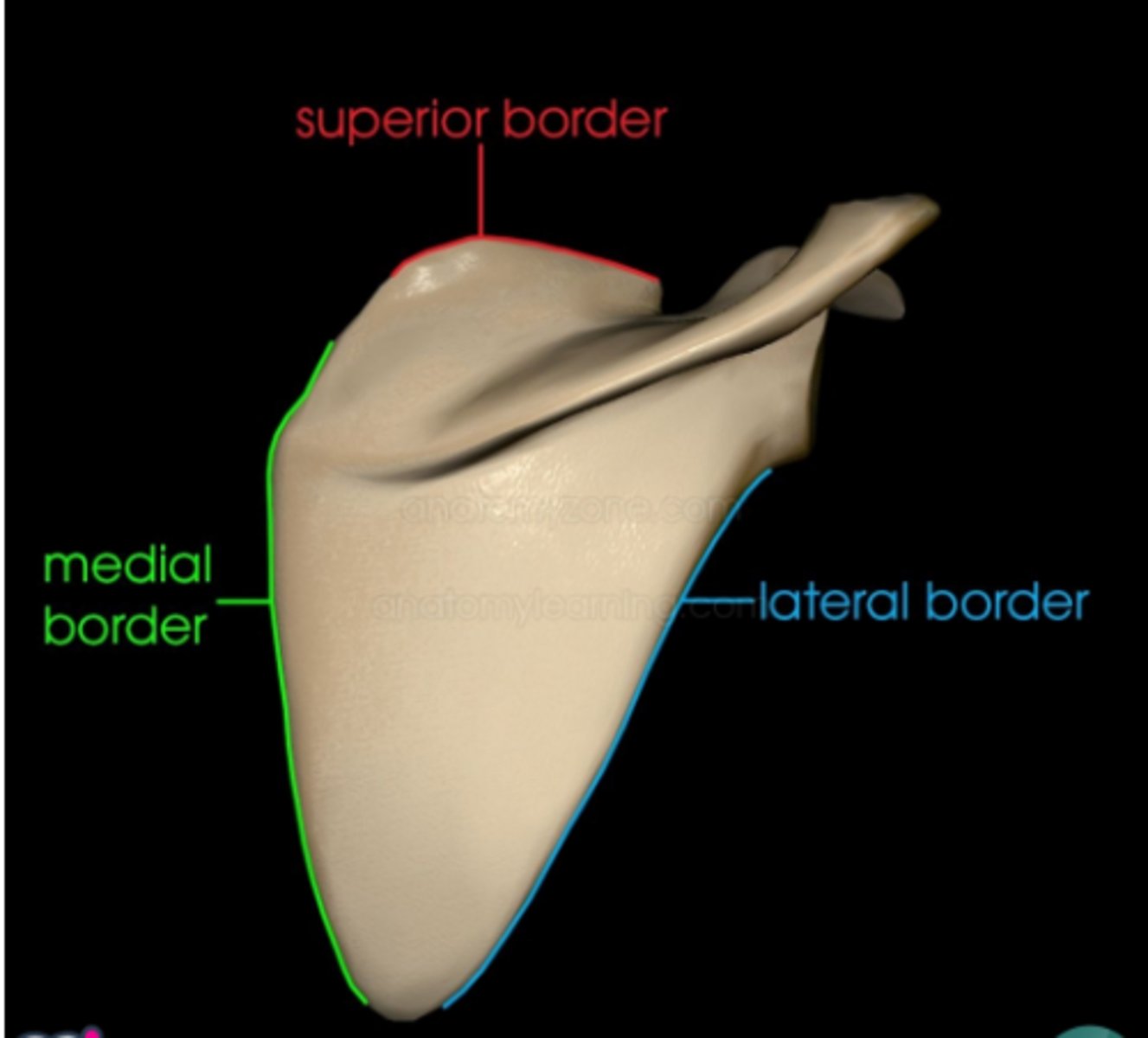 <p>- superior</p><p>- lateral</p><p>- medial</p>
