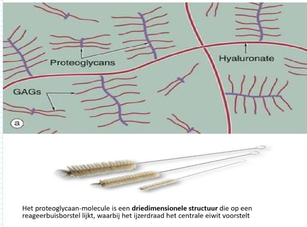 <ul><li><p>groot-moleculaire onvertakte polysacchariden</p><ul><li><p>opgebouwd uit disacchariden → uit een hexosamine (glucosamine of galactosamine) &amp; een uronzuur (glucuronzuur of iduronzuur) (= zure mucopolysacchariden)</p></li></ul></li><li><p>histochemisch aangekleurd met alciaanblauw</p></li><li><p>glycosaminoglycanen: in grote aantallen covalent gebonden aan 1 centraal eiwit (as-eiwit) (behalve hyaluronzuur → dat komt ook afzonderlijk voor) → ° proteoglycaan-molecule</p></li><li><p>sterk hydrofiele verbindingen</p><ul><li><p>frequent voorkomen van hydroxyl-, carboxyl- &amp; sulfaatgroepen in koolhydraatgedeelte van de meest proteolycanen</p></li></ul></li><li><p>eiwitgedeelte vormt niet meer dan 10-20% van het macromolecuul op gewichtsbasis</p></li><li><p>collagene vezels gaan met hun basische aminozuurresiduen verbindingen aan met de zure groepen van de proteoglycanen</p></li><li><p>door hun hoge viscositeit vormen proteoglycanen &amp; hyaluronzuur een belangrijke barrière tegen bacteriën &amp; andere partikels</p></li></ul><p></p>