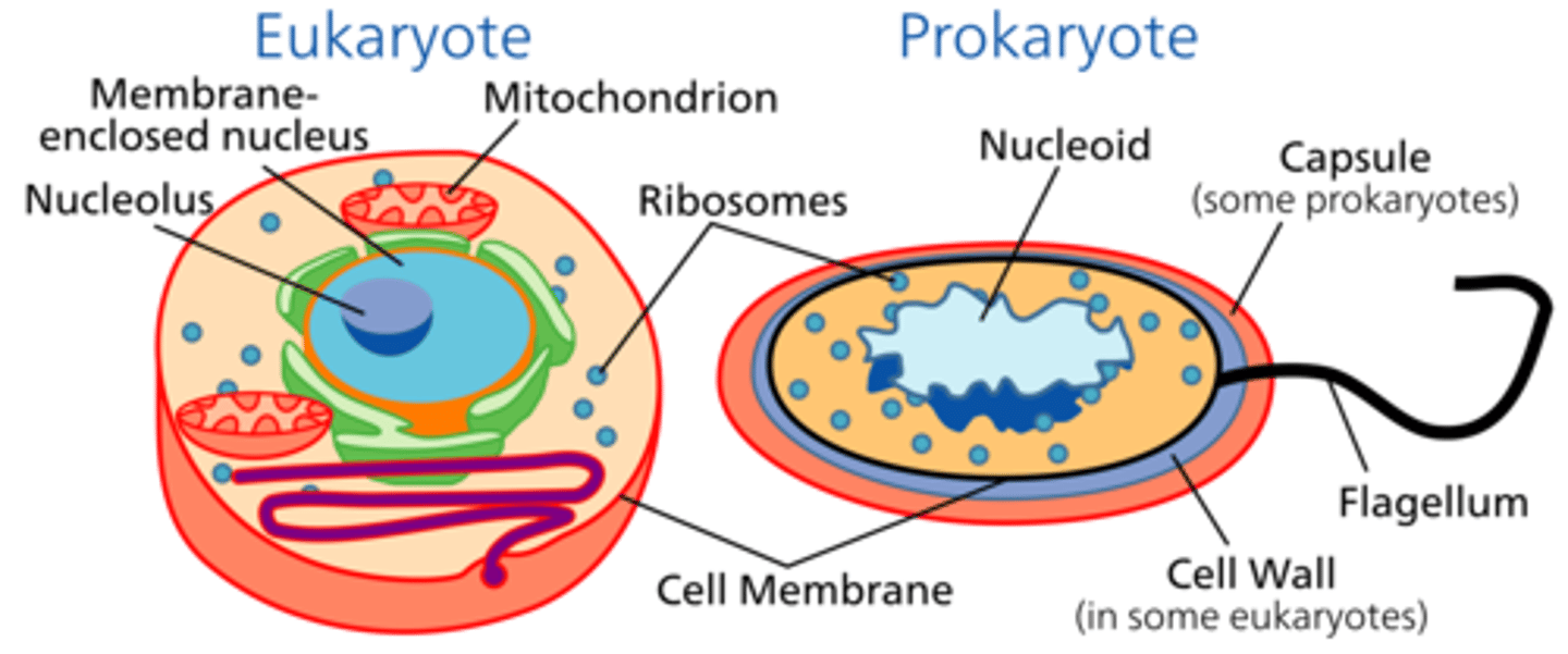 <p>Area in prokaryotic cells where DNA is located.</p>