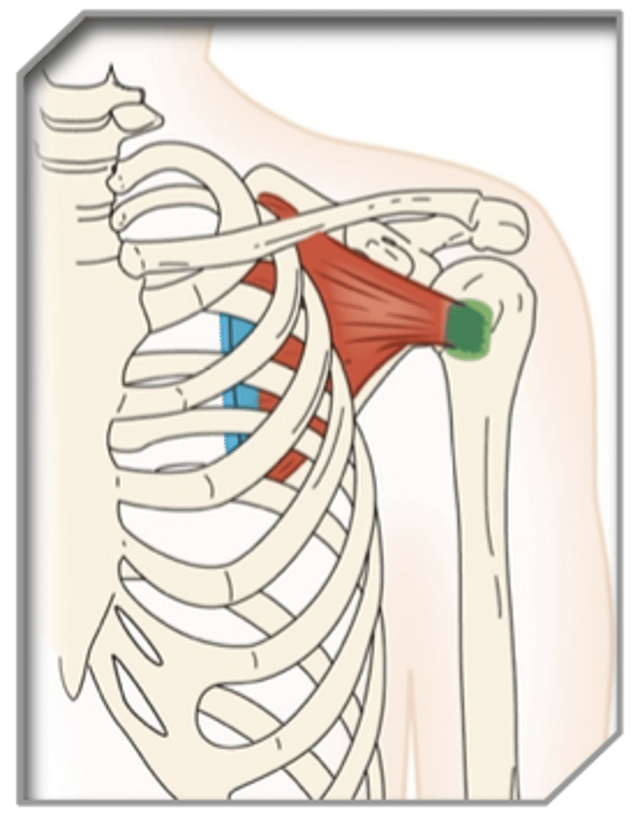 <p>What muscle is this?</p>