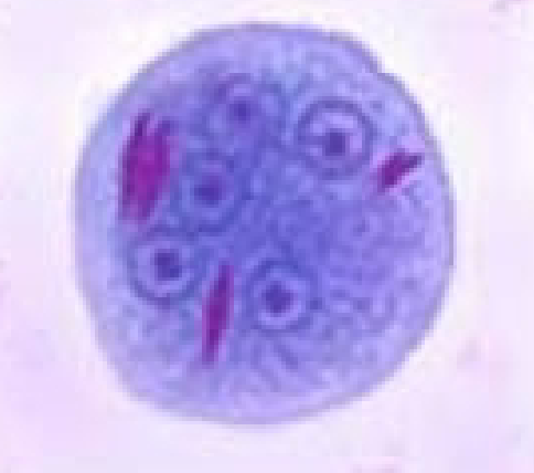 term image