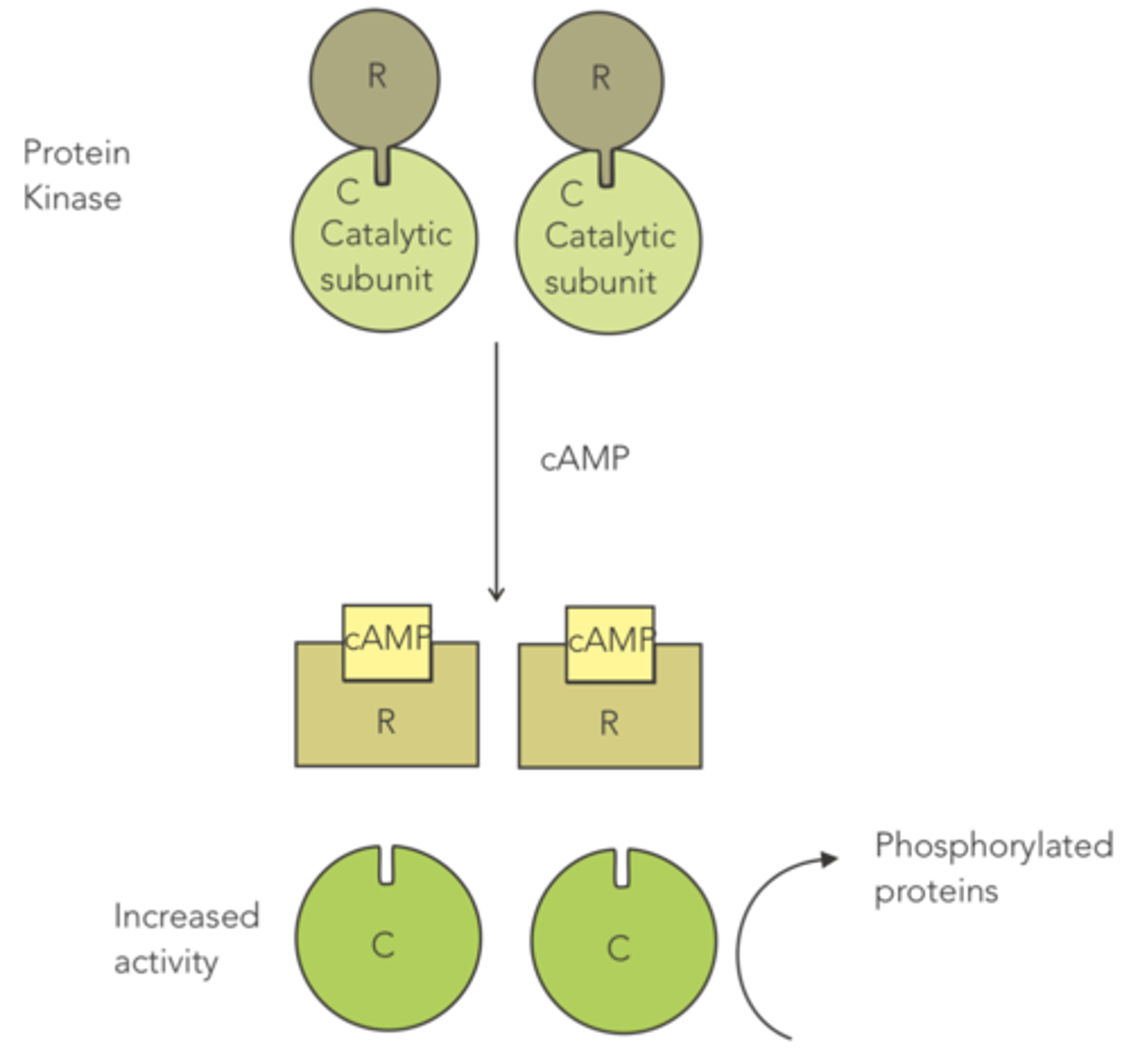 <p>protein kinase</p>