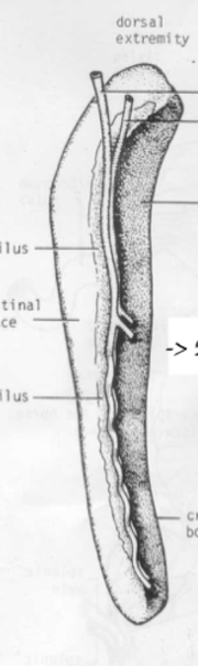 <p>Which species’ spleen is shown in this picture? What are its characteristics?</p>