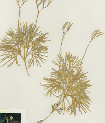 <p>Identify</p>