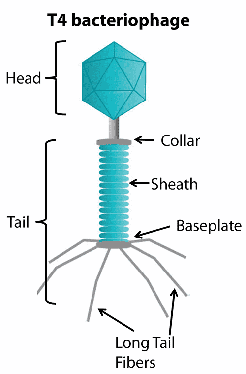 <p><span>A <strong>bacteriophage</strong> is a type of </span><span style="color: #d697ff"><strong>virus that infects and kills bacteria</strong></span><span>. It is composed of a DNA core and a protein coat.</span></p>