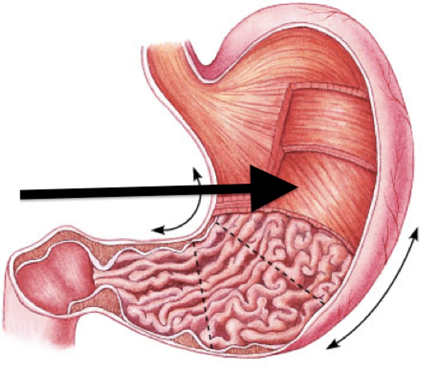 <p>crisscrossed longitudinal, circular, oblique layers create churning and mixing motions; functions in mechanical digestion</p>