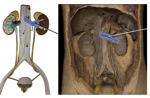 <p>drains blood from kidney and goes to vena cava</p>