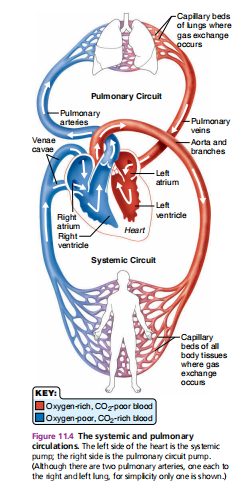 <p>Left ventricle ⟶ Aortic Semilunar Valve ⟶ Aorta ⟶  Arteries ⟶  Arterioles ⟶  Capillaries ⟶  Venules ⟶  Veins ⟶  Venae cavae ⟶  Right atrium </p>