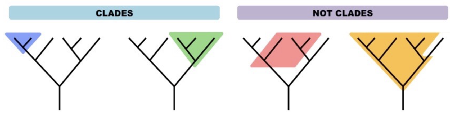 <p>• Group of organisms including common ancestor and all descendant species (living and extinct)</p><p>• Basic evolutionary units in cladistics</p><p>• Ex: Amphibians, reptiles, birds, mammals —&gt; descend from common ancestor (four-limb vertebrate, or tetrapod)</p>