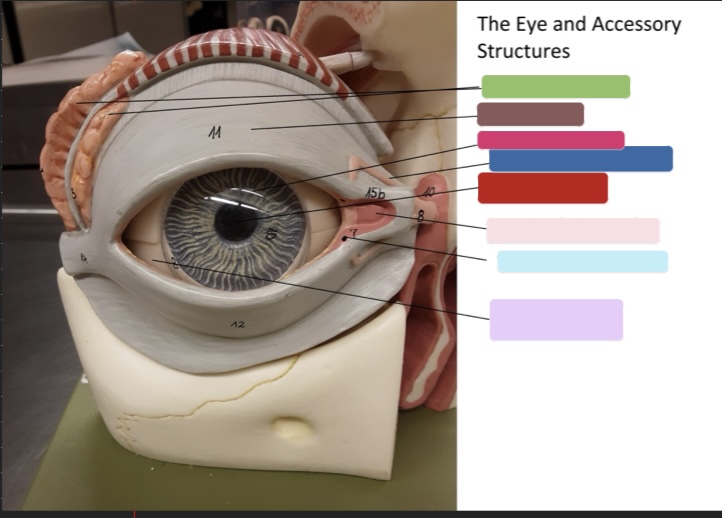<p>What is this eye and accessory structure? (Red)</p>