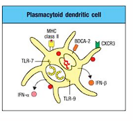 <p>produce abundant type I IFNs, may act as helper cells for Ag presentation by conventional dendritic cells</p><ul><li><p>express TLR7&amp;9, RLR, type I IFNs</p></li><li><p>not thought to be involved in ag-specific activation of naive T cells but rather early viral infection sentinels</p></li></ul>