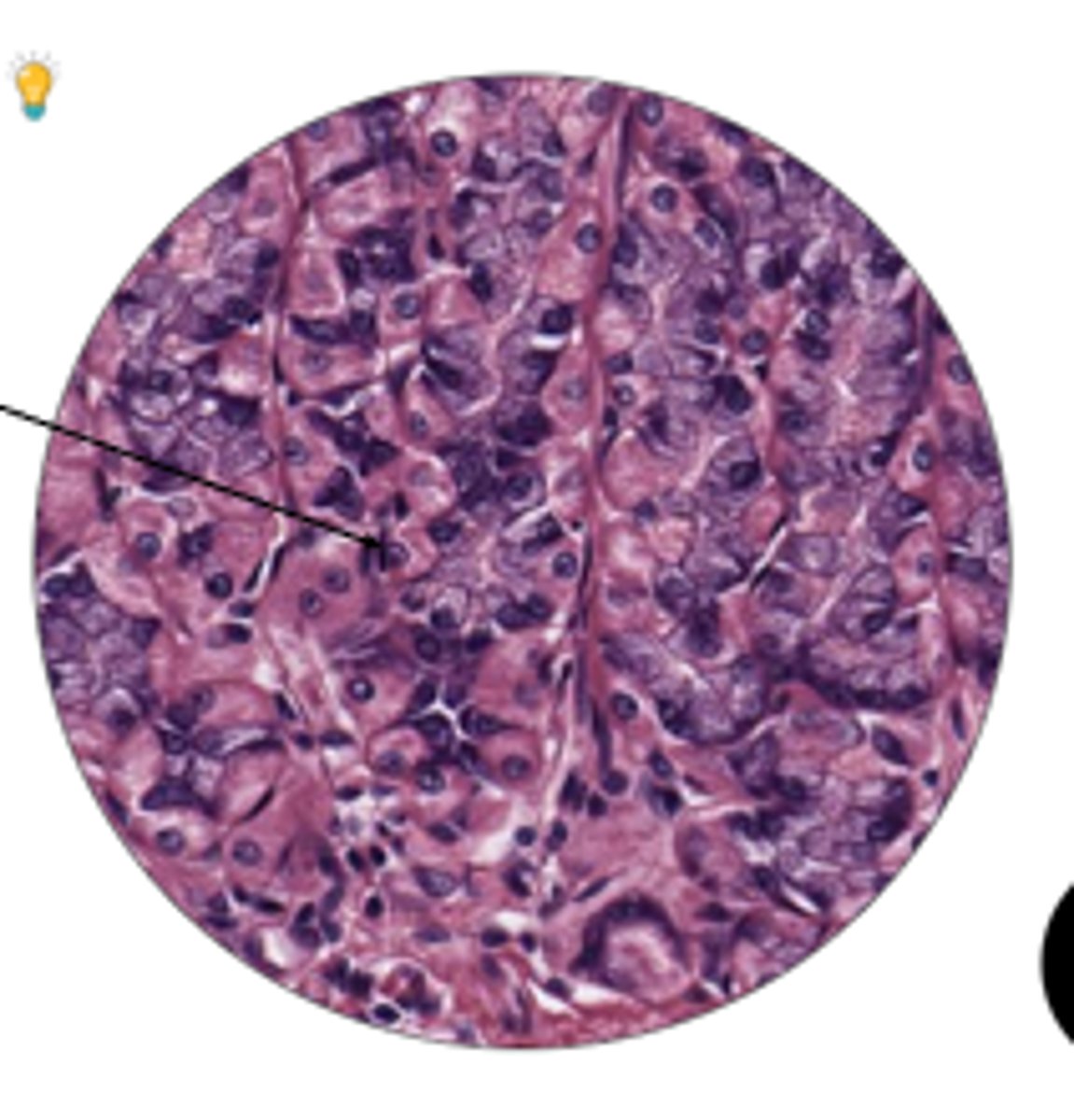 <p>name region and organ</p>