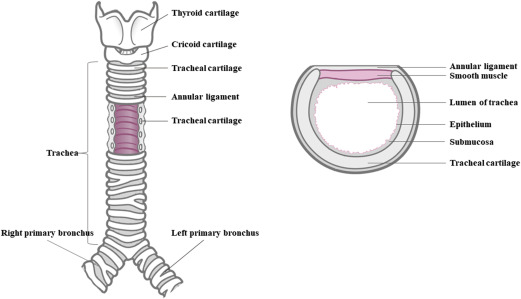 <ul><li><p>C-SHAPED<strong> cartilage&nbsp;</strong></p></li><li><p><strong>OPEN-PART</strong> of<strong> C-SHAPE CARTILAGE RINGS &gt; FACE POSTERIORLY &gt; TOWARD ESOPHAGUS = FACILITATING COMFORTABLE / EFFIECNET SWALLOWING&nbsp;</strong></p></li><li><p><strong>C-Shaped Rings &gt;</strong> provide<strong><u> semi-rigid</u></strong> support to maintain openesss’s &gt; so tracheal walls don’t collapse inward &gt; (esp during<strong> inhalation)</strong>&nbsp;/ does not<strong><u> obstruct the air passageways&nbsp;</u></strong></p></li></ul><p></p>
