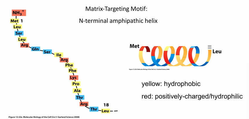 <ul><li><p>Matrix-Targeting Motif: </p><ul><li><p>Peptide signal sequence</p></li><li><p>Found on N-terminus </p></li><li><p>18-50 amino acid long peptide </p></li><li><p>Forms an a-helix that is amphipathic </p></li></ul></li><li><p>Red: (+) residues that are hydrophilic </p></li><li><p>Yellow: Hydrophobic residues </p></li><li><p>Regular arrangement of hydrophobic/philic residues allowing them to be on opposite surfaces when folded&nbsp;</p></li></ul><p></p>