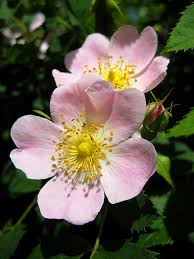 <p>rosa canina</p>