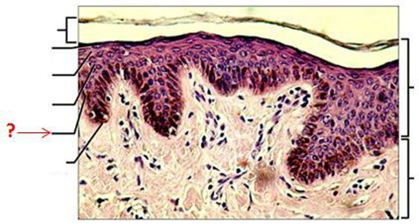 <p>the deepest layer of the epidermis consisting of stem cells capable of undergoing cell division to form new cells</p>