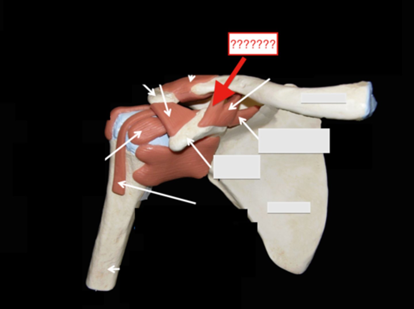 <p>- ligament running from the coracoid process of the scapula to the inferior surface of the clavicle</p><p>- one of the two ligaments that make. up the coracoclavicular ligament</p><p>- lateral to the conoid ligament</p>