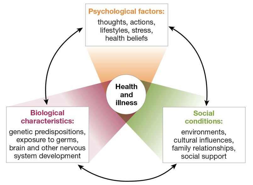 <p>The <strong><mark data-color="#260065" style="background-color: #260065; color: inherit">Biopsychosocial model</mark></strong> is central to understanding the difference between the traditional medical model and the approach taken by BLANK.</p>
