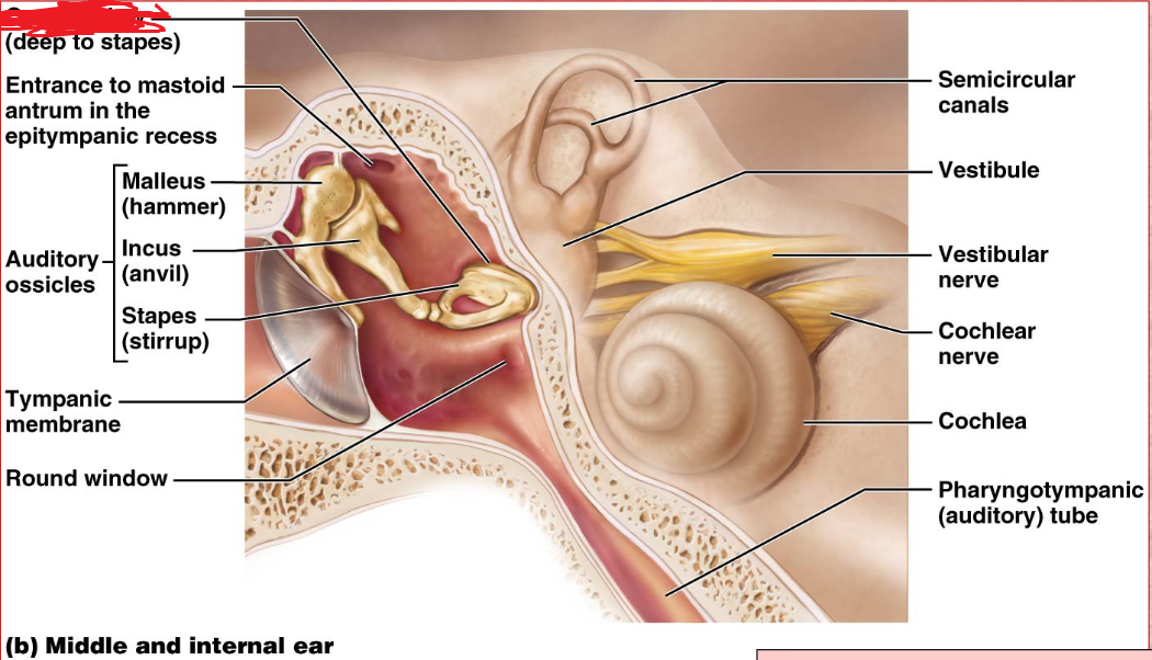 <p>middle ear<br>Boundary between air filled middle ear and fluid filled inner ear.</p>