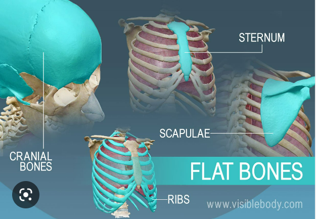 What are flat bones?