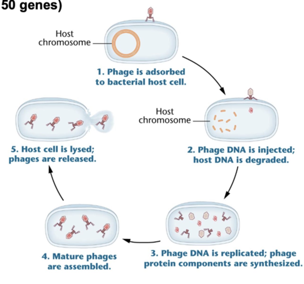 <p>phage DNA enters bacterium</p><p>host DNA is degraded</p><p>-virus takes over host cell</p><p>machinery and replicates</p><p>-viral particles are assembled and release</p>