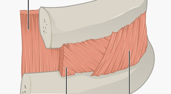 <p>What muscle is this? (on the outside) </p>