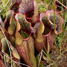 <p>Purple Pitcher Plant</p>
