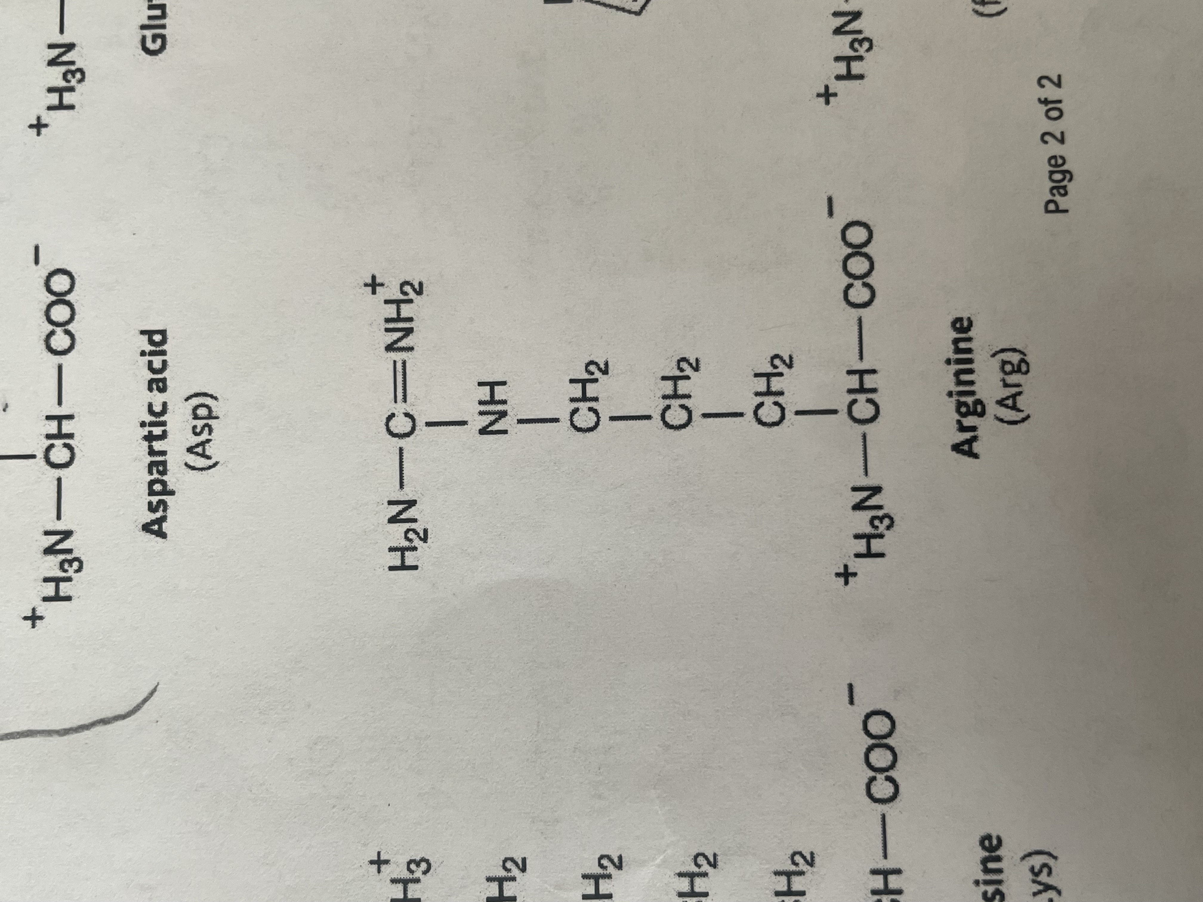 <p>polar (hydrophilic), basic amino acid with a positive charge + </p>