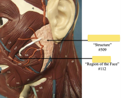 <p>Region of the face </p>